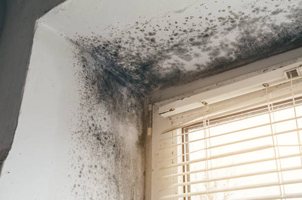 Affordable Attic Mold Remediation solutions in Skillman, NJ